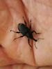Aclees taiwanensis